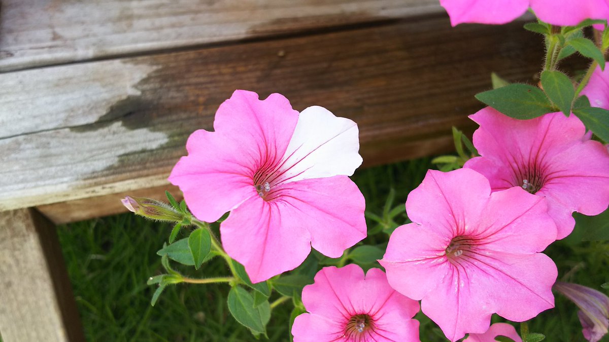 飛澤 章浩 おはようございます １枚だけ花びらの色が違う花が咲いてた