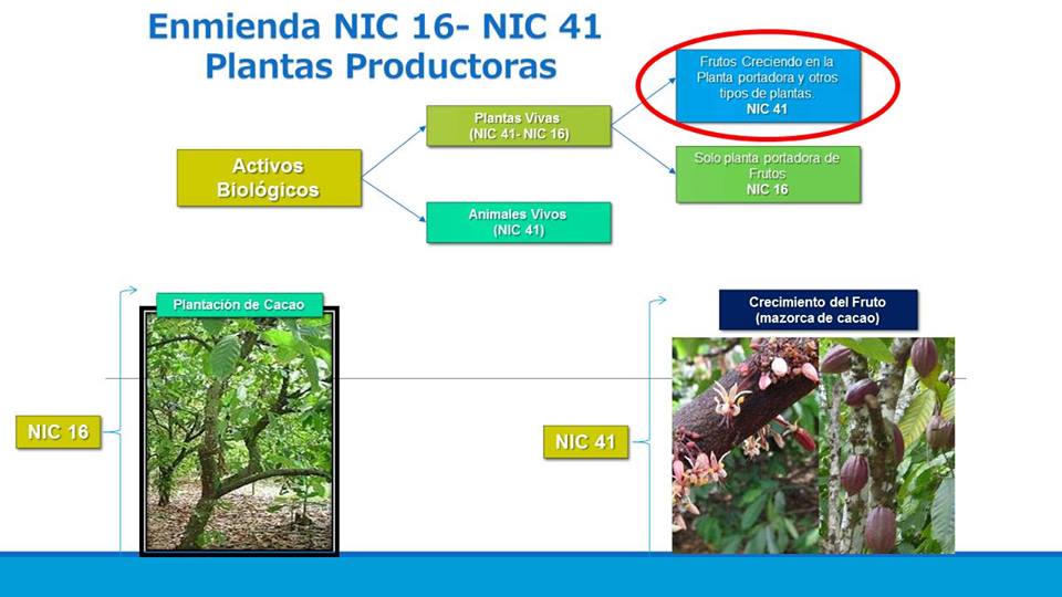 ACONTABLEPERU's tweet photo. #NIC16 #NIC41 #AGRICULTURA.
#FULLNICs
☑FB FanPage:https://t.co/FfmmheZqPD
☑Grupo :https://t.co/ElHLgoheDM 
☑YouTube: https://t.co/D8mpsldbj5 https://t.co/KayCAuPmSX