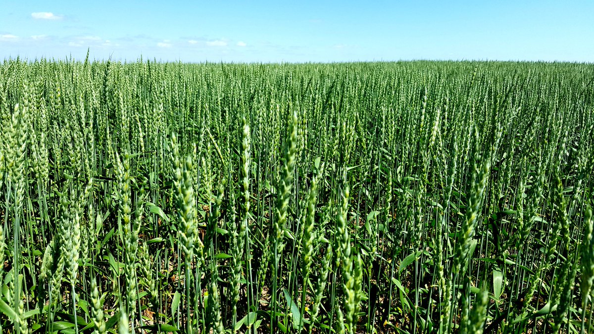SeCanLauren's tweet photo. AAC Connery #wheat for days near Dunblane #Sask #awnless #semidwarf MR to #FHB #CWRS https://t.co/p5g9jXgAkT