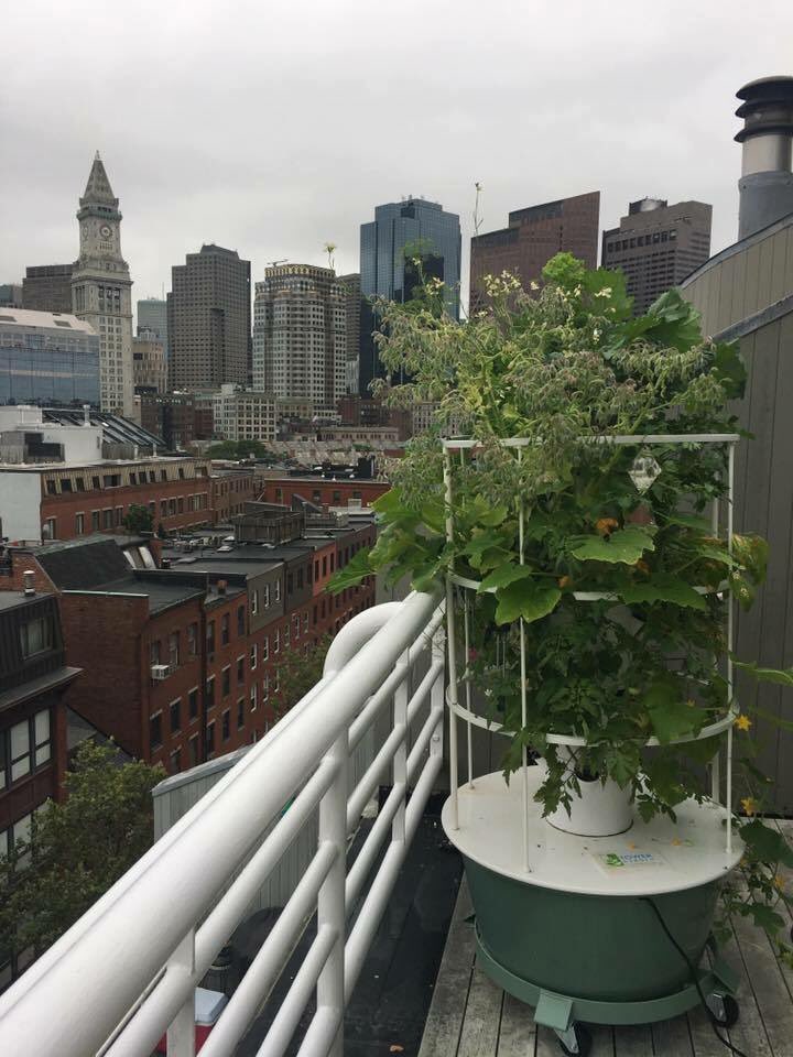 poser_jess's tweet photo. #noexcuses #growanywhere #towergarden https://t.co/ph7ZZOSVNs