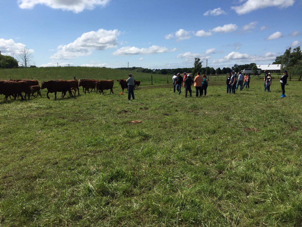 BeefFarmersON's tweet photo. Helping move cattle for daily #rotationalgrazing at #BFOBYDP https://t.co/VSKplci8Jw