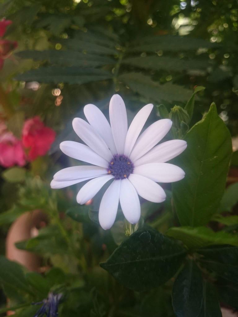 محتالة أنتِ ..
لقد كنتِ الزهرة الوحيدة التي تسللت كقطرة و أنبتت زهرة  في قلبي..!! 

@Was111222 
<a href="/hh__h21/">حيدر العراقي</a> 
@radrrra 
<a href="/y__12m/">✍️ عليۦ‏ے العرويۦ‏ے</a> 
@HA__MAS_