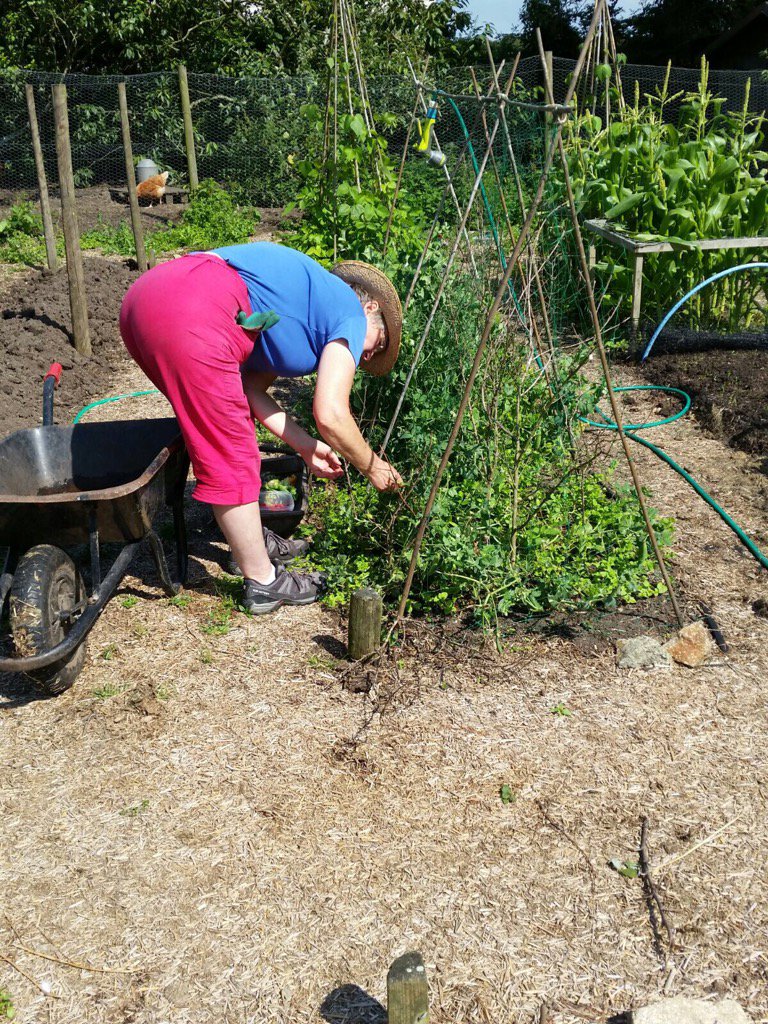 ChannelVFarm's tweet image. Jo tending the plants in the veg patch #smallholders #organic #Homegrown