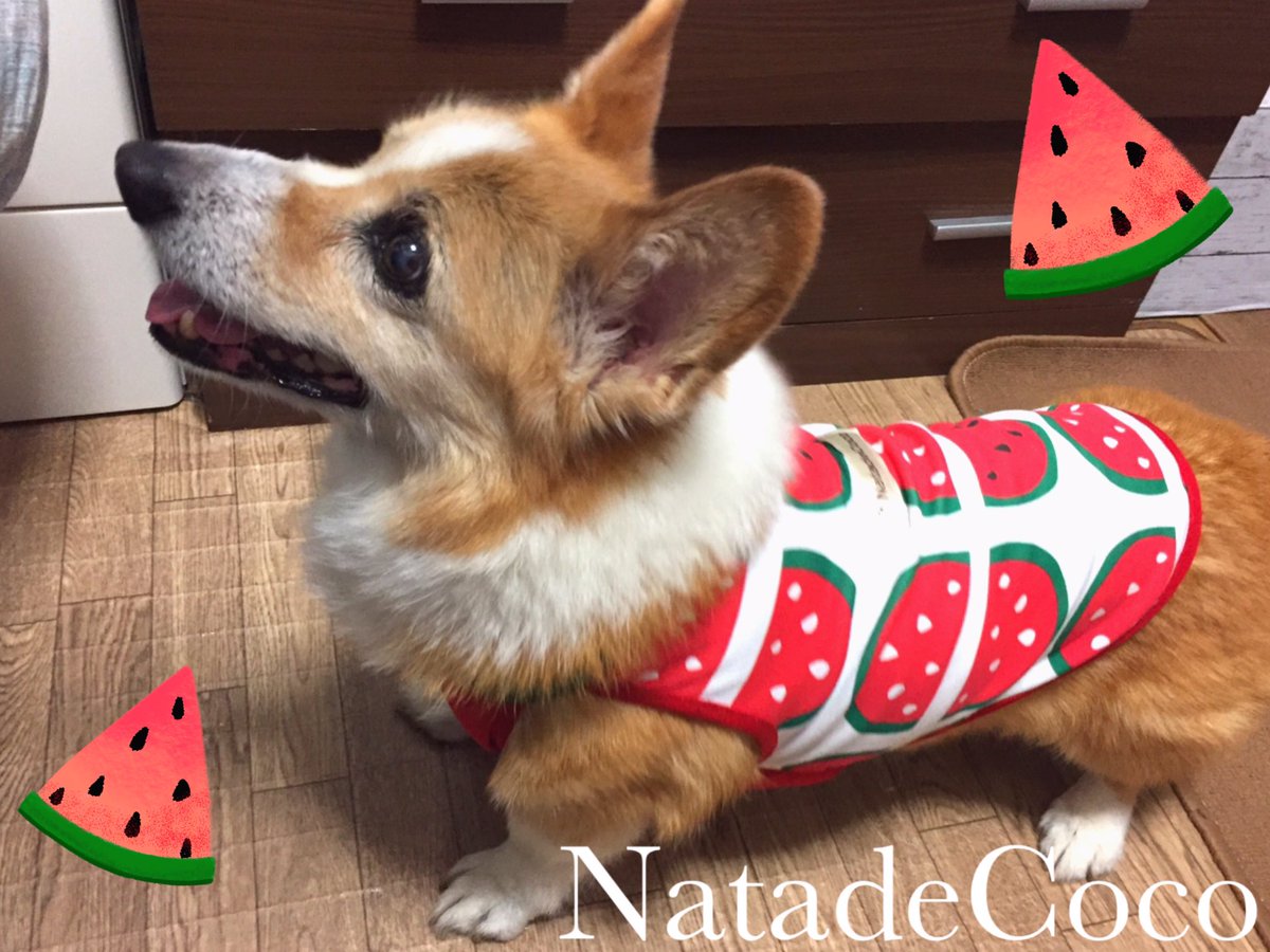 natadecocopop's tweet photo. おはようでしゅ🌞スイカのキャミソール着替えまちた🍉😘似合うかな？今日は、お母しゃん水道橋までテニミュ観に行くんだって🎾🏃またまたお留守番隊でしゅ💦頑張って良い子にしていましゅ、お友達🐶🐶🐶もがんばるでしゅよ✨💪✨サーミ🐼 https://t.co/DR6g1J7Z6Z
