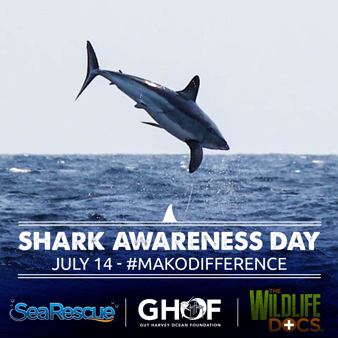 DrGuyHarvey's tweet image. Shark Awareness Day! #GHOF #GHRI #shark #conservation