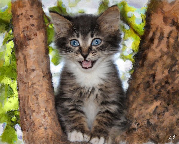 lukasdiver57's tweet photo. Happy kitten https://t.co/ChB3JcZYCh #happykitten #pussy #pet #pussycatposter #cat #animal #kitten #lovelycreation #favorite #fotografia https://t.co/02AcOgkJJG