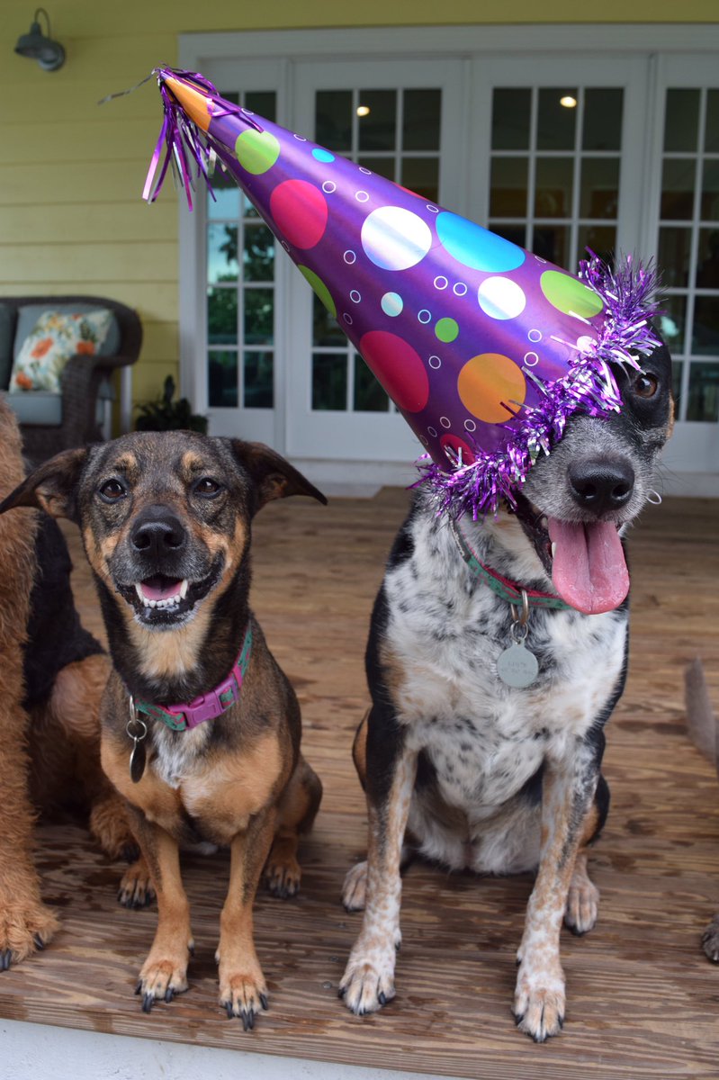 AtwaterDogs tweet picture