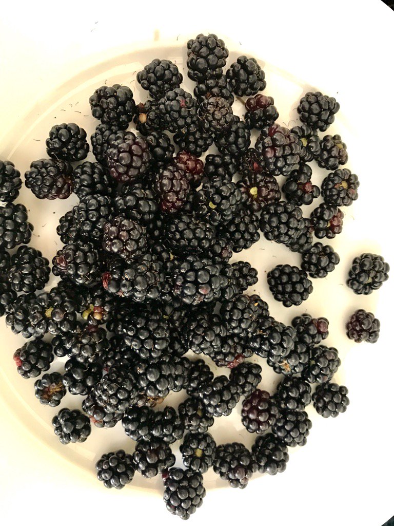Today I picked these blackberries... bit early, isn't it? Going to make blackberry and apple crumble ...