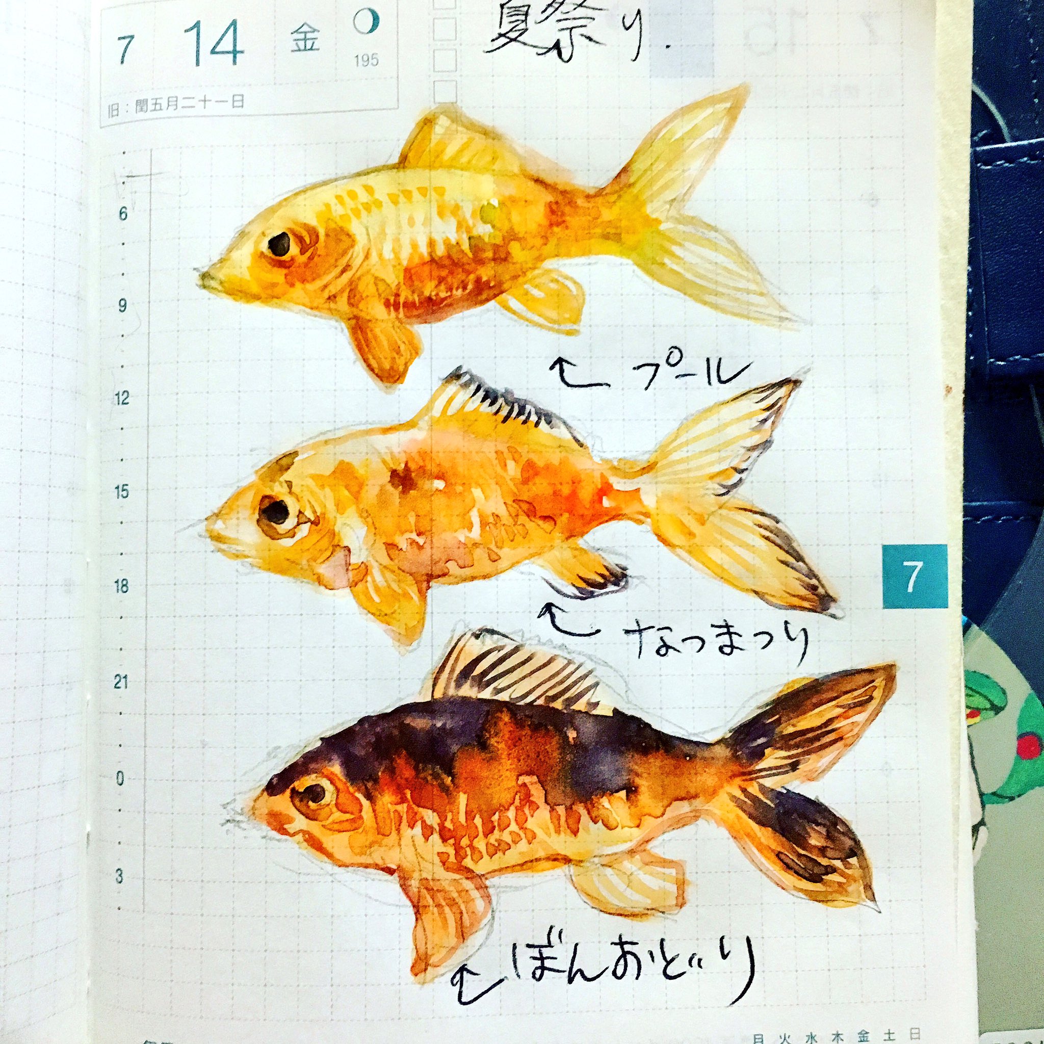 トミイマサコ Ar Twitter 金魚観察 子のつけた名前がとても夏らしい T Co Yvgfbb2yxw Twitter トミイマサコ Ar Twitter 金魚観察 子のつけた名前がとても夏らしい T Co Yvgfbb2yxw Twitter