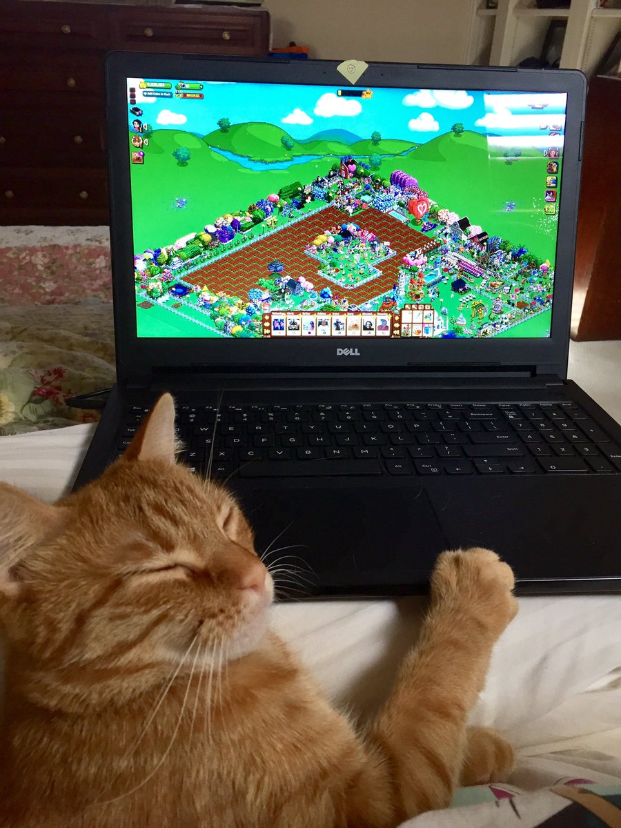 ZeekofTexas's tweet image. Please follow Reily on Instagram at babyreily.🐱🐾