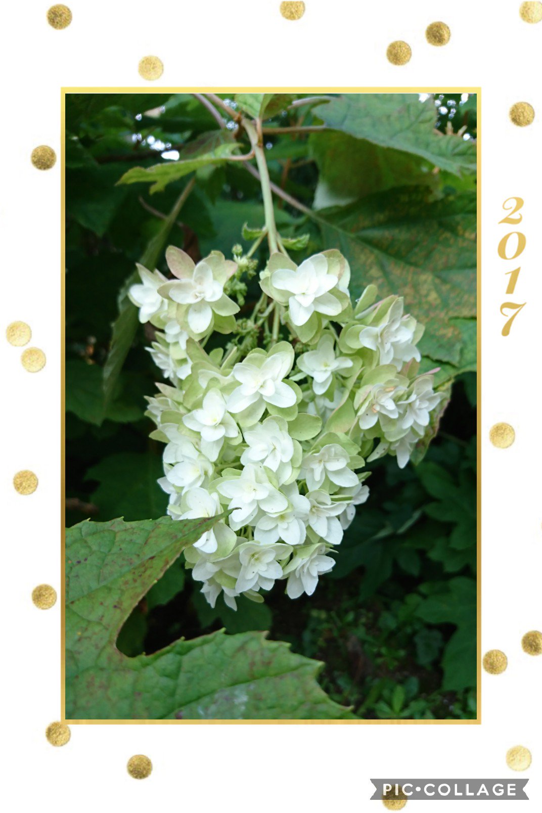 55 今日のお花 カシワバアジサイ アジサイ科 白 グリーン系のお花って凄くお洒落に見えるのは私だけでしょうか 綺麗な八重のこれはスノーフレークという種類だと思います 花言葉は 美 カシワバアジサイ 柏葉紫陽花 柏葉アジサイ 初夏