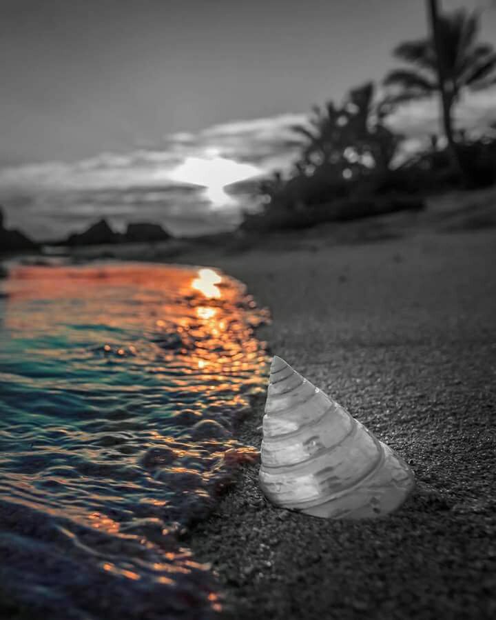 carol-inna tweet media