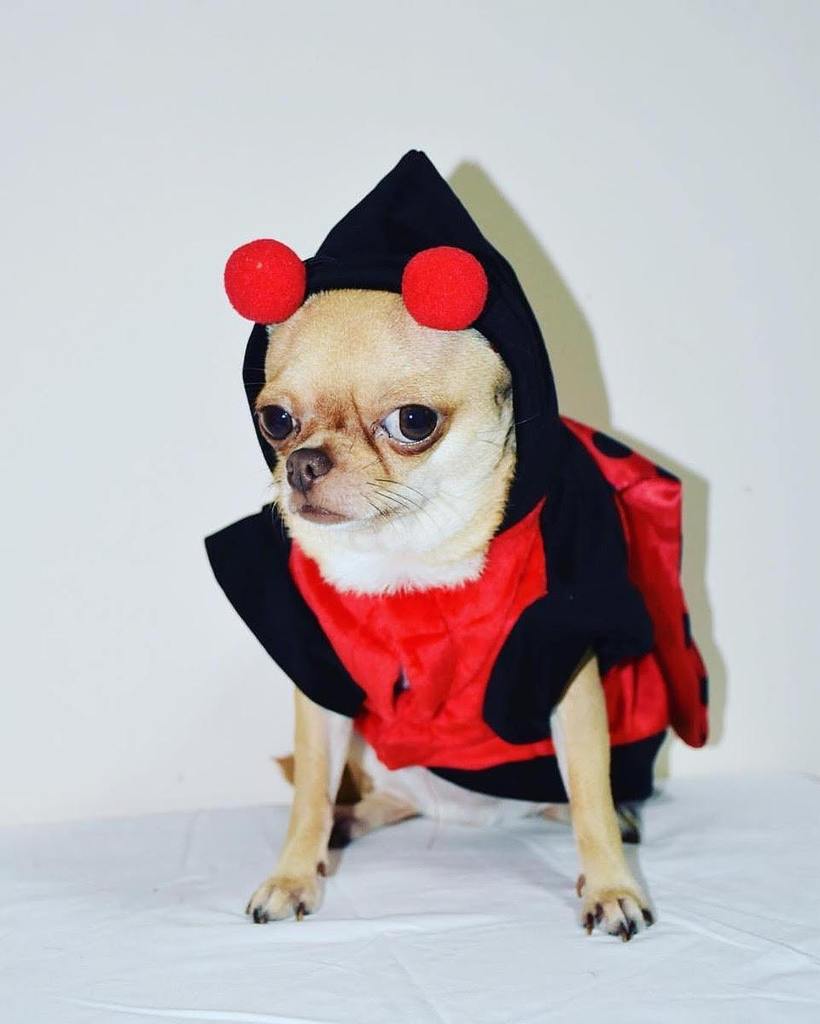 itspuffpuffpaws's tweet photo. Ha Ha ha @cheetothechihuahu, you're sooooo adorable, although I bet you'de love a new outfit from our online store… https://t.co/sckxCUVyj2 https://t.co/gsy11Lr2kq