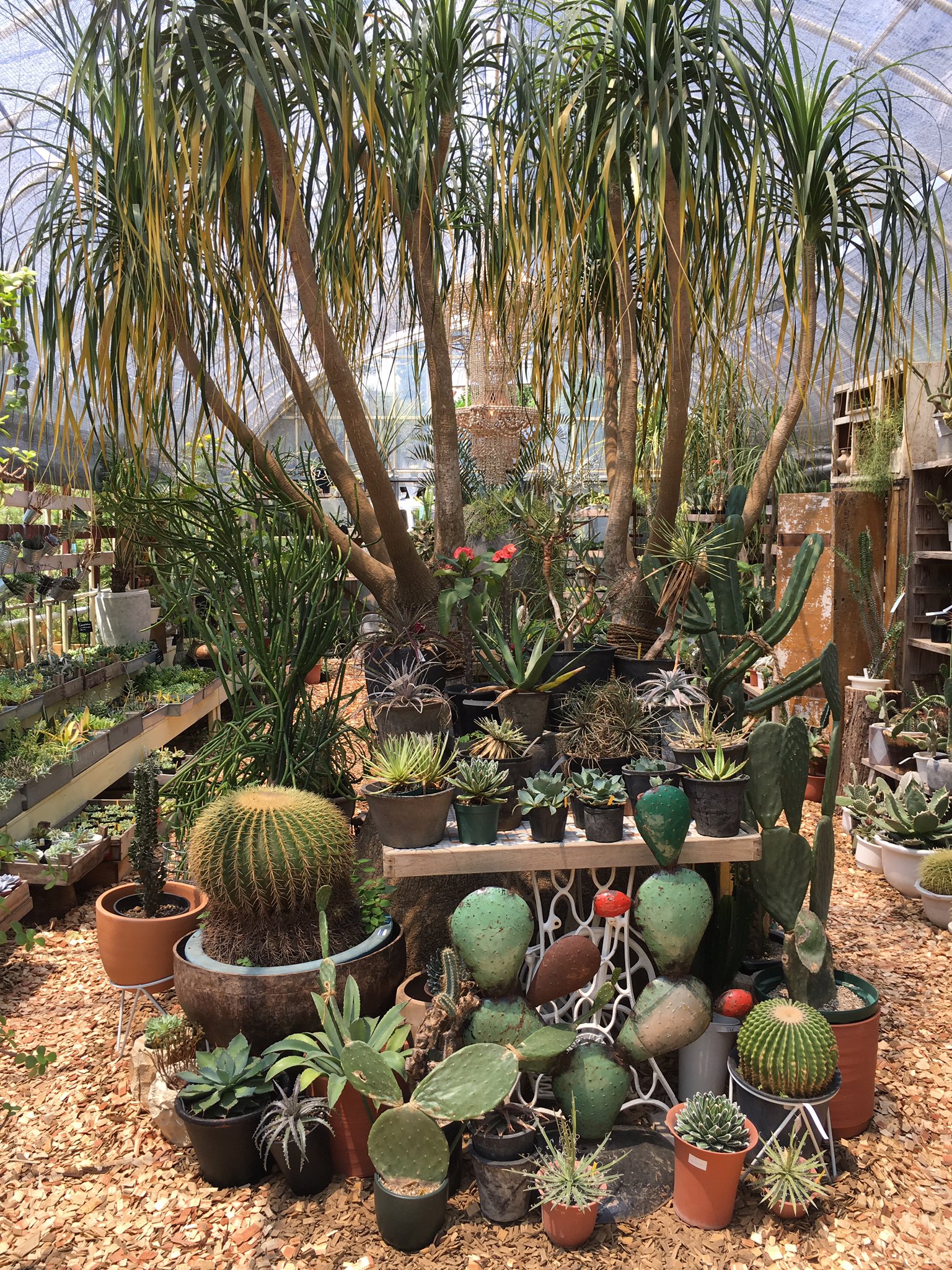 風の谷のヤブユウ Twitterissa 神奈川県は川崎市ソルソファーム行ってきたハーブや蘭や多肉植物が植物園のように展示販売されていたよ 都会だからかお客さんもたくさんいたし おっしゃれー パキポディウム欲しい ビカクシダ初めて近くで見たけど迫力あるな 最後の