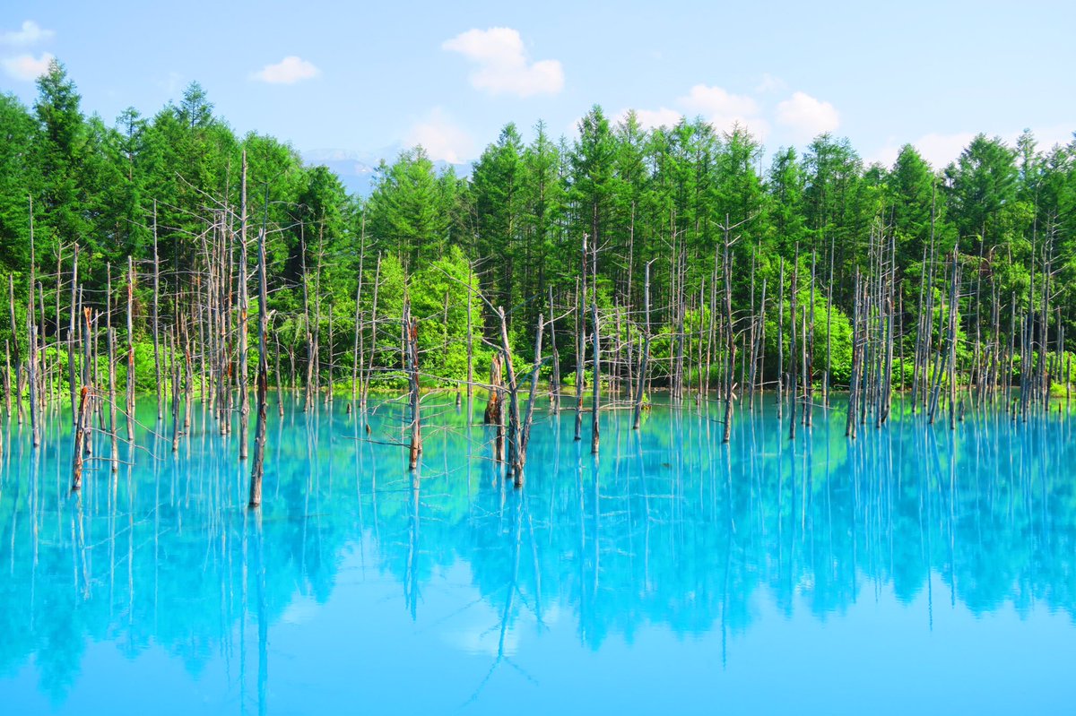 どあのぶ Sur Twitter 北海道 青い池 ダム工事の影響で偶然できた水たまりだそうです Apple社のiphoneなどの壁紙 に採用されるほどの絶景でエイジブルーと呼ばれる鮮やかな青が綺麗なので是非行ってみて欲しいです 写真のような青の池が広がっていますよ