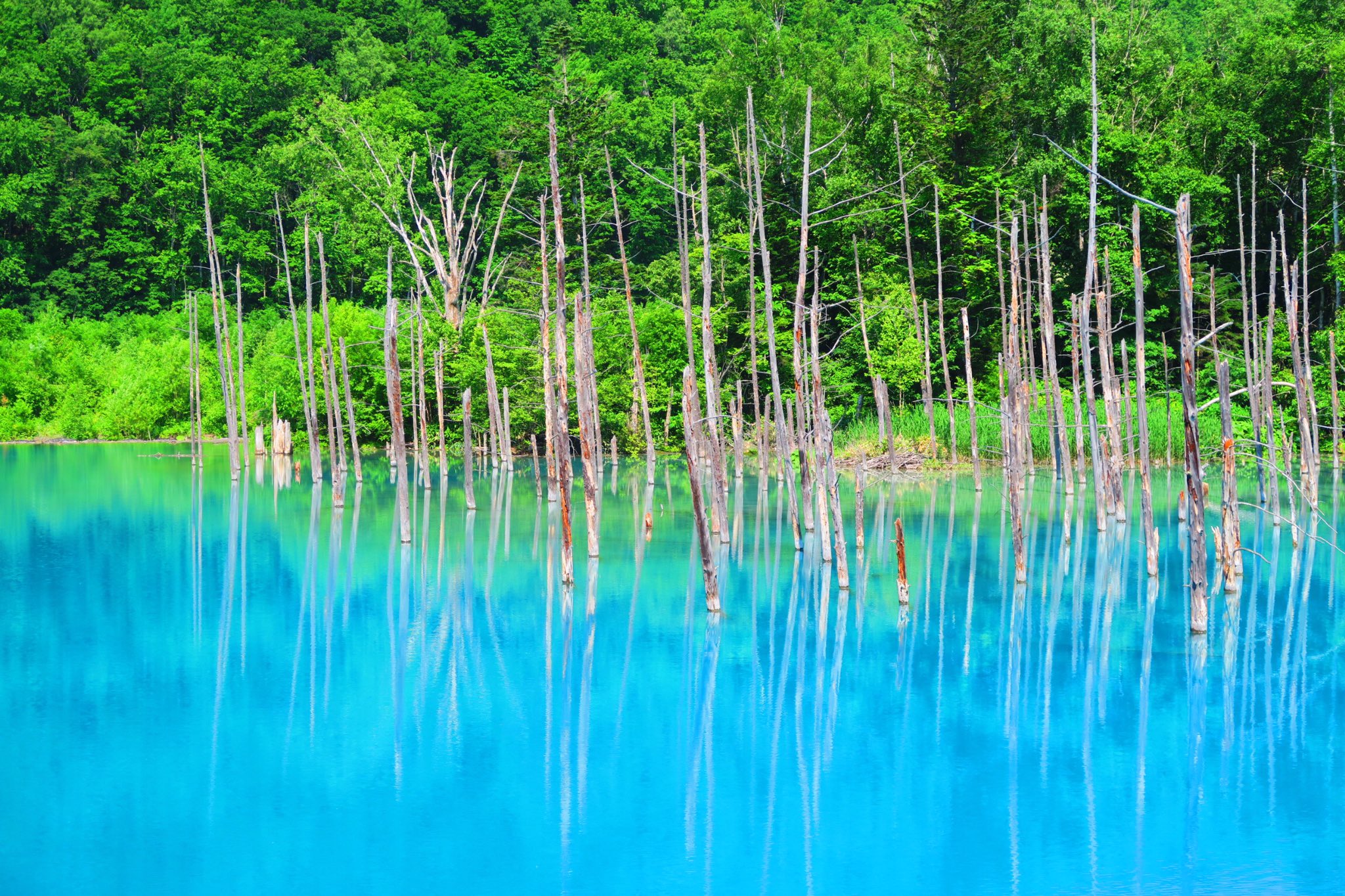 どあのぶ A Twitter 北海道 青い池 ダム工事の影響で偶然できた水たまりだそうです Apple社のiphoneなどの壁紙に採用されるほどの絶景でエイジブルーと呼ばれる鮮やかな青が綺麗なので是非行ってみて欲しいです 写真のような青の池が広がっていますよ 北海道