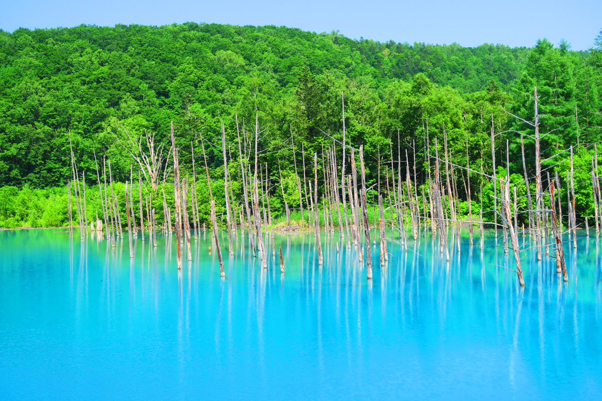 どあのぶ Sur Twitter 北海道 青い池 ダム工事の影響で偶然できた水たまりだそうです Apple社のiphoneなどの壁紙に採用されるほどの絶景でエイジブルーと呼ばれる鮮やかな青が綺麗なので是非行ってみて欲しいです 写真のような青の池が広がっていますよ