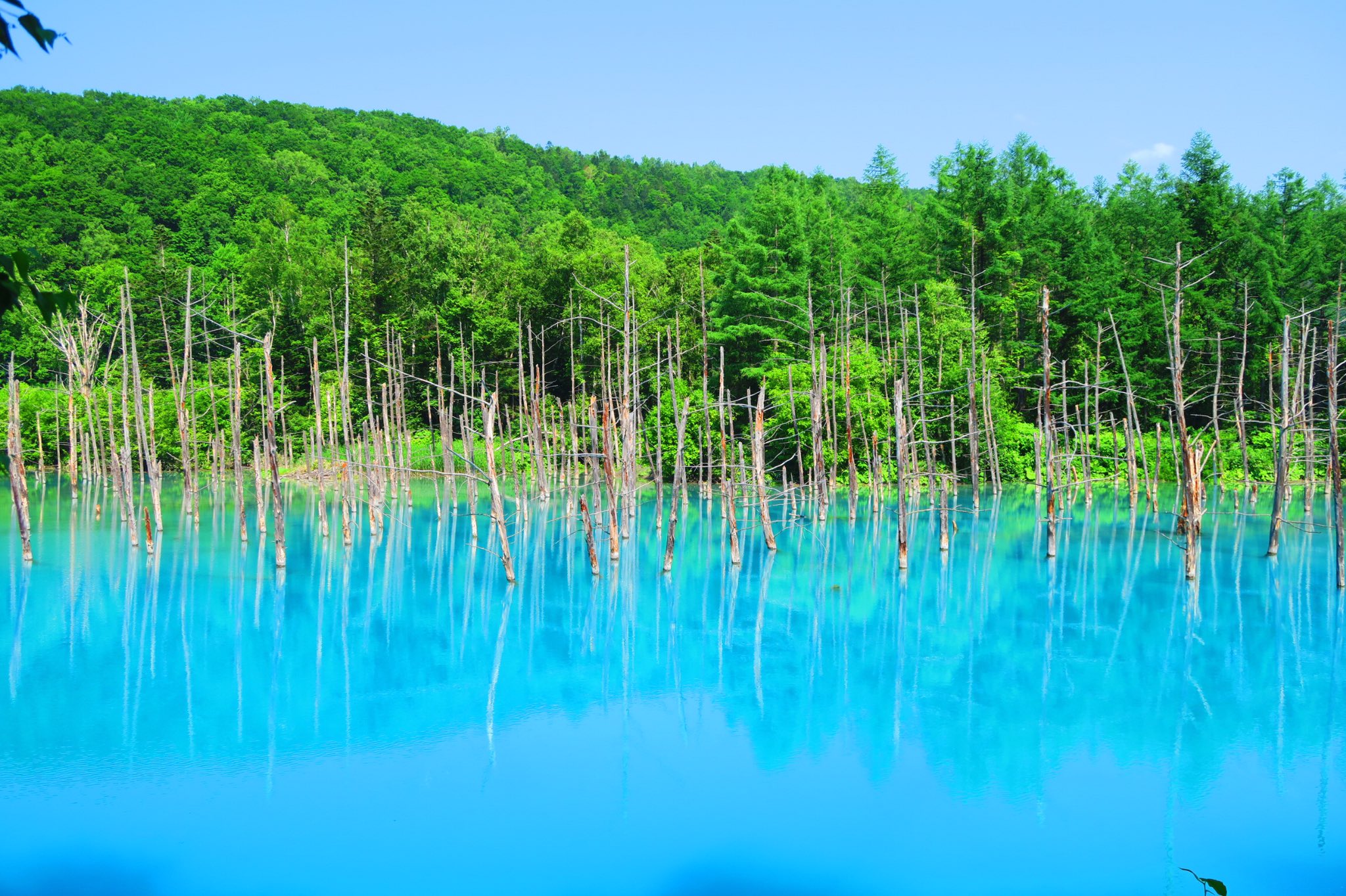 どあのぶ 北海道 青い池 ダム工事の影響で偶然できた水たまりだそうです Apple社のiphoneなどの壁紙に採用されるほどの絶景でエイジブルーと呼ばれる鮮やかな青が綺麗なので是非行ってみて欲しいです 写真のような青の池が広がっていますよ 北海道