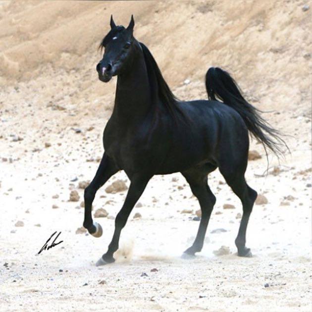 الخيل حديث الرسول عن الخيل في