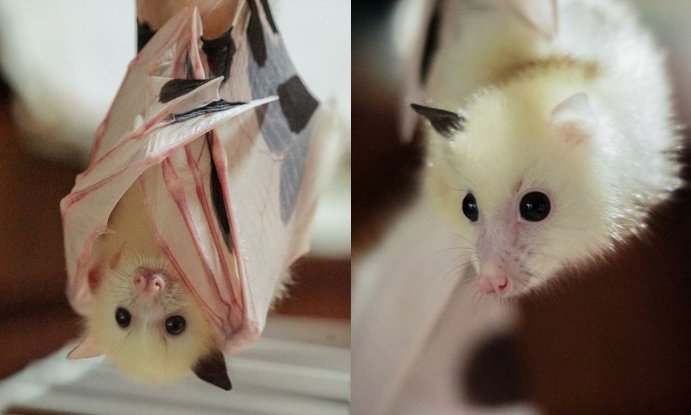 ERAIndianOcean's tweet photo. It's #Batturday enjoy your weekend! #mauritius #lovebats https://t.co/NCgOrz9o8B