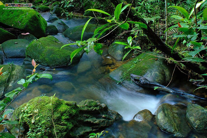 divedownbelow's tweet photo. Escape the hustle & bustle of the city in our comprehensive #NaturePrograms in #Sabah, #Borneo! #NatureSightseeing https://t.co/qURrXTGoch https://t.co/hD0ZYoLNC6