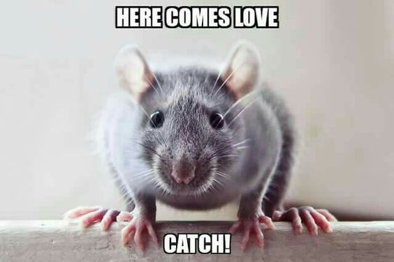 You better make sure you catch it! #rats #petrats #cuterats #ratmemes #petmemes
