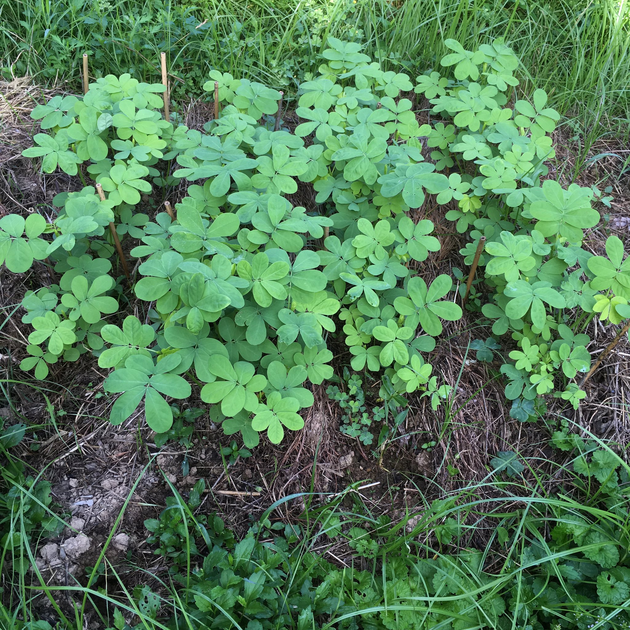 信常の畑と生き物 エビスグサ は全体的に丸みをおびてて優しい雰囲気 でもこの柔らかくて一番美味しそうな時期に 全くムシの被害にあってない強さ さすが生薬として使われるだけのことはあるなぁ ケツメイシ エビスグサ T Co Uqfcosynyp