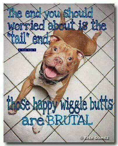 FerguesonSandra's tweet photo. I know my Dixie's is! It's all ๐! #IloveDixie #Furbaby #BestFriend https://t.co/9ilowSJEkS