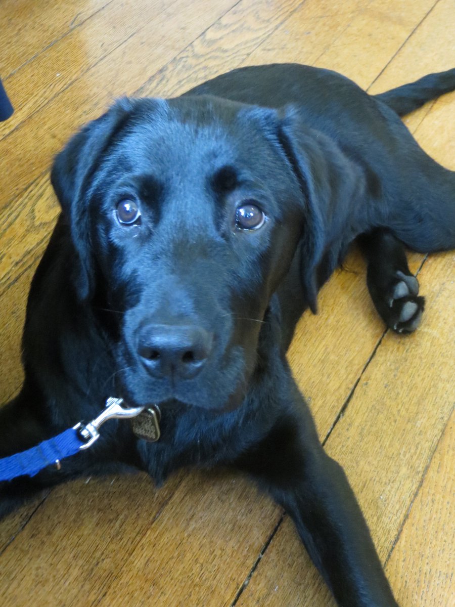 guidedogsmeon's tweet photo. "Lookin' no G" for @guidedogs supporters in #alresford hampshire @AlresfordMarket interested or know someone? Follow us &amp; DM #GetInvolved https://t.co/SfE9n9OmH9