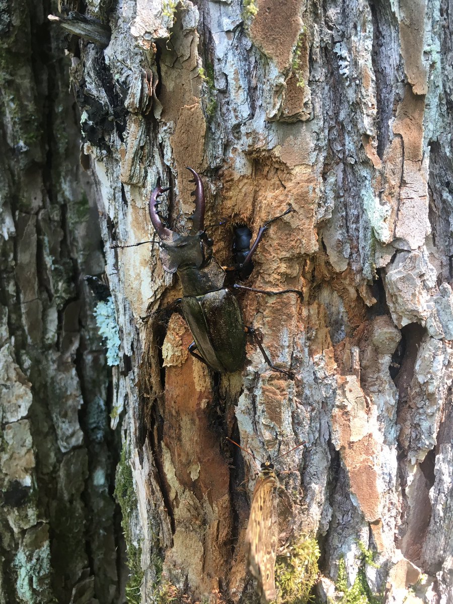 ひめどろや あと ハルニレの樹液が出ていました 夏ですね 北海道ではわりと樹液が出てる木が限られるので 見つけると大体 クワガタがたくさん付いています シラオビシデムシモドキとかもいました でも本当に面白いのはケシキスイとかなのでしょう