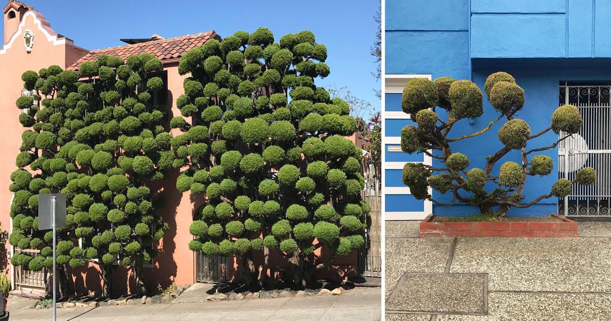 ardingtoncrafts's tweet image. Keeping the #cloudpruning theme going The Dr. Seuss-Like Topiaries of San Francisco Photographed by Kelsey McClellan buff.ly/2tJAogW