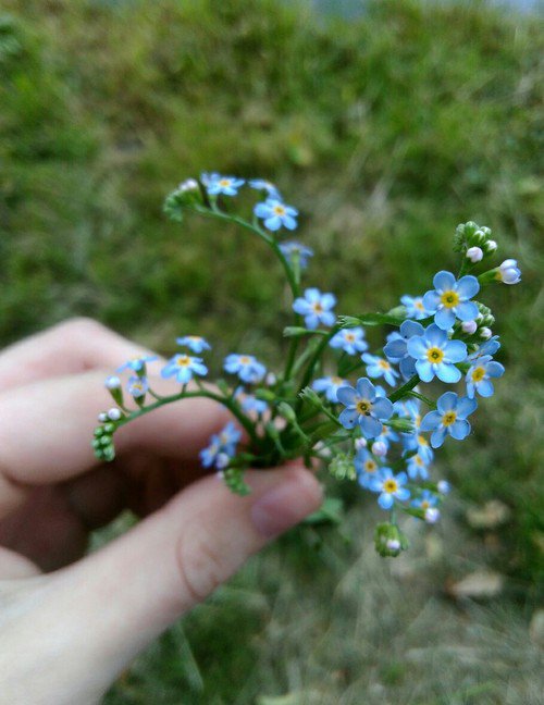 artroom11_'s tweet photo. ดอก Forget Me Not เป็นตัวแทนความรัก รักที่ไม่มีวันตาย รักจากใจจริง รักที่จดจำแม้กายสูญสลาย ความผูกพันธ์เหนือกาลเวลา  ☺️🌿💐💙 https://t.co/MqD3mNCgJe