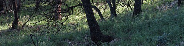 eSaltoRoldan's tweet photo. Territorio inquieto: ANTES DEL BOSQUE (y II): https://t.co/qPKtyqx8AV https://t.co/aysQOdkXTC