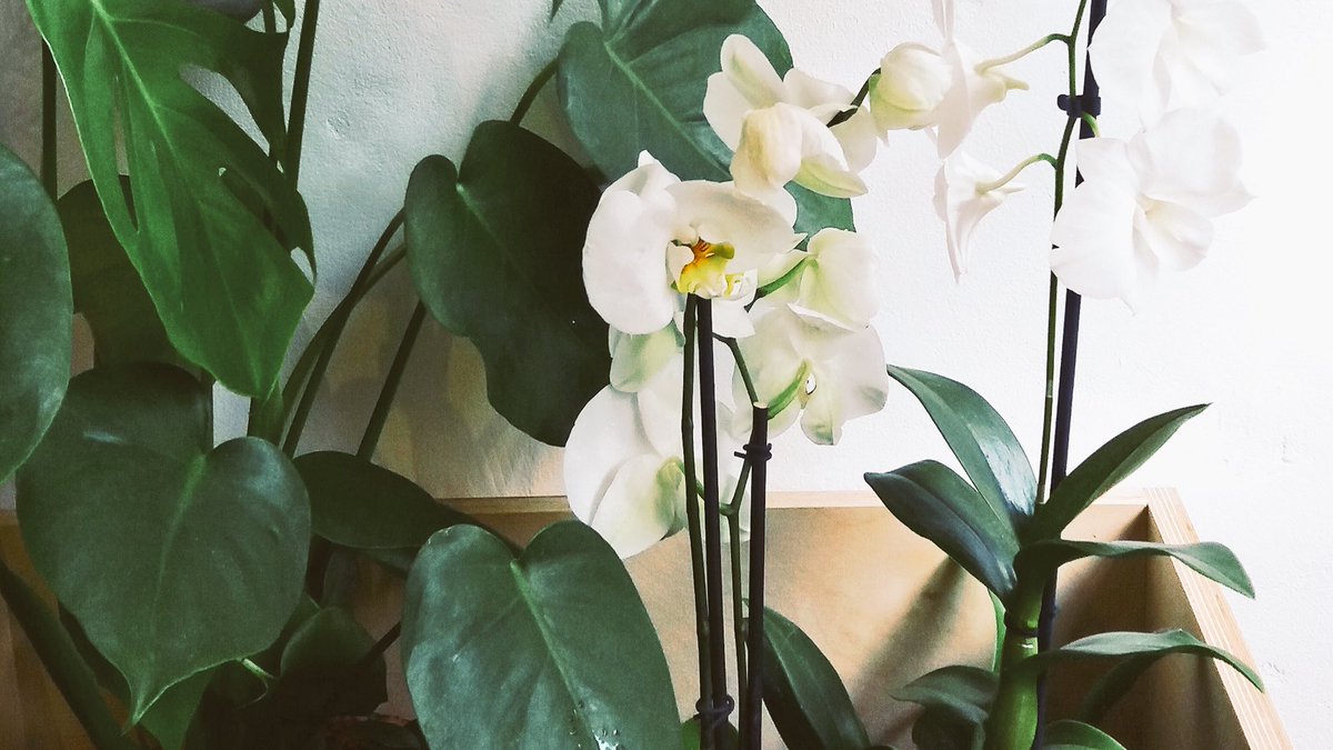 silverststudio's tweet photo. #orchids galore ... perfect gift! Perfect low maintenance #indoorplant makes any room 🎶! @IdealBradford @PihaShopBOA @WoolleyGHotel https://t.co/zFzrO8J7cx