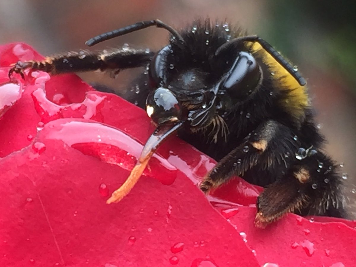 jimbonpeas's tweet photo. Found this dude this morning struggling so fed it some @rowsehoney #recovery #buildingafence busy bee ๐ https://t.co/A1ylz71hZG