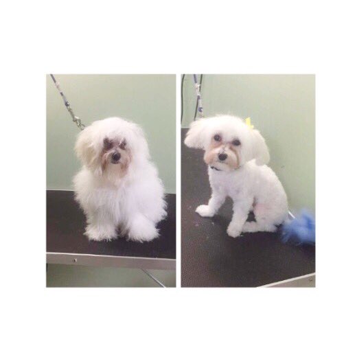 onestoppawz's tweet photo. "Cherish your love one🐶, will be cherished back"Thanks, for being a awesome pup!🐶🛁✂️#newclient #lopsofinstagram #maltesepuppy #taildye #hair https://t.co/YFTksfDGeL