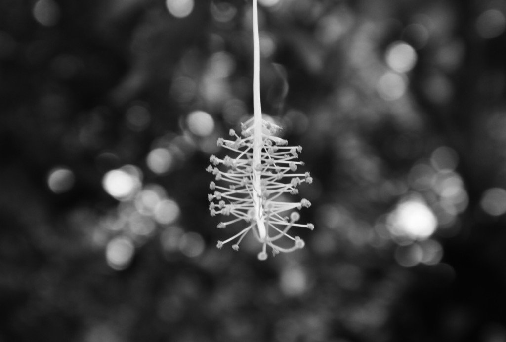 Cullen Allen (@cullythecook) on Twitter photo #edenphotocomp #edenphotocomp