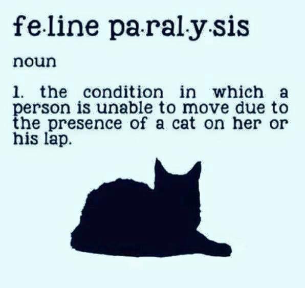 purringtonpost's tweet photo. A common ailment among cat owners! #cats #catsrule https://t.co/iDm8UjwIiv