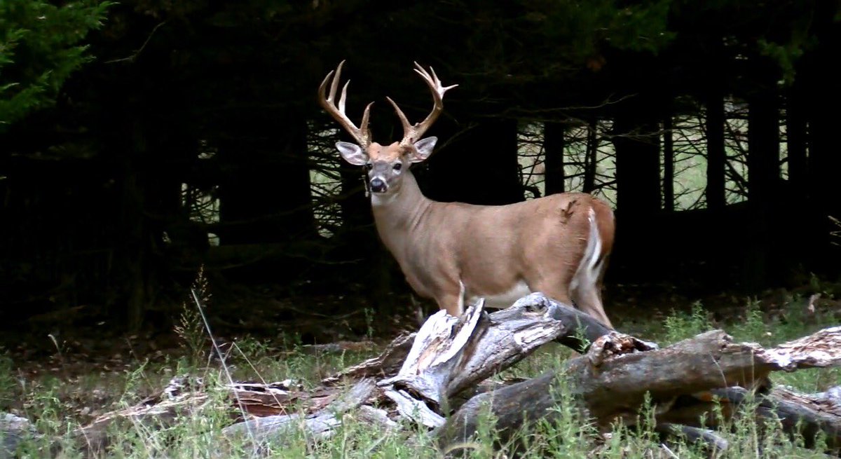 DruryOutdoors's tweet photo. RT if you'd take a shot! https://t.co/Yfc7ikhrle