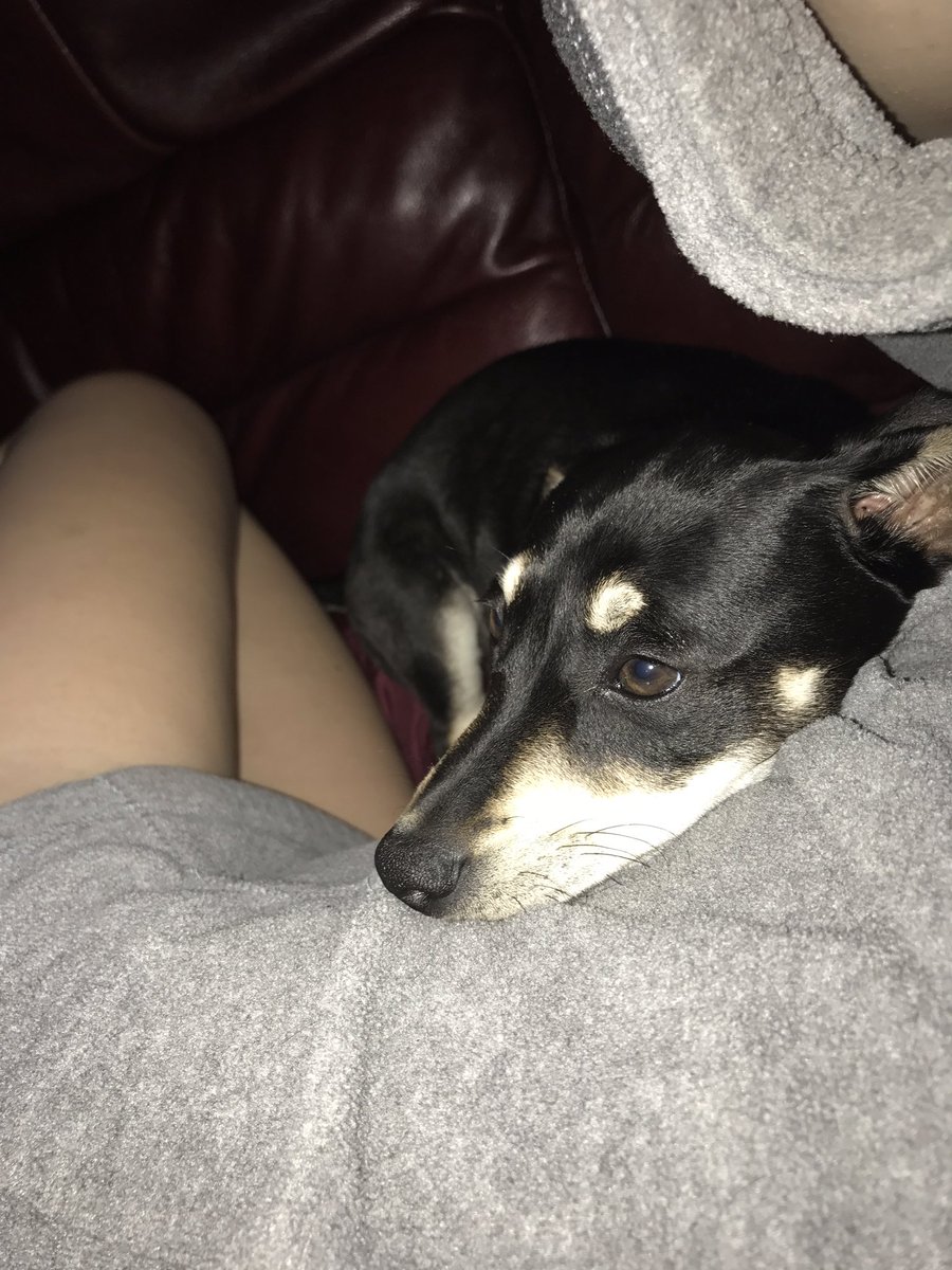 AllysonMae2's tweet photo. Welcome home Marley😍🐶💖 https://t.co/KlVauZj8qF