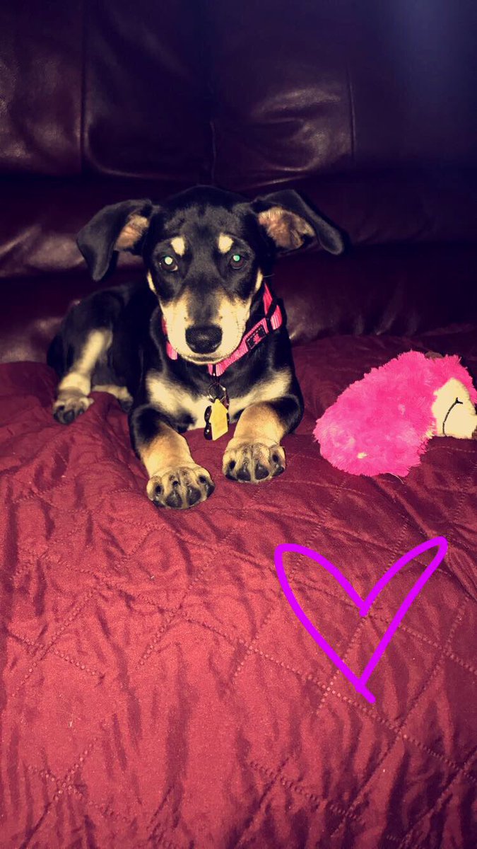 AllysonMae2's tweet photo. Welcome home Marley😍🐶💖 https://t.co/KlVauZj8qF