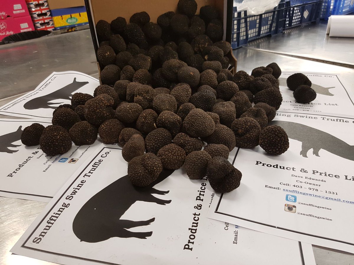 snufflingswine's tweet image. 5 kilos of beautiful Italian summer truffles. Now available in YYC #truffles #yyctrufflesupplier