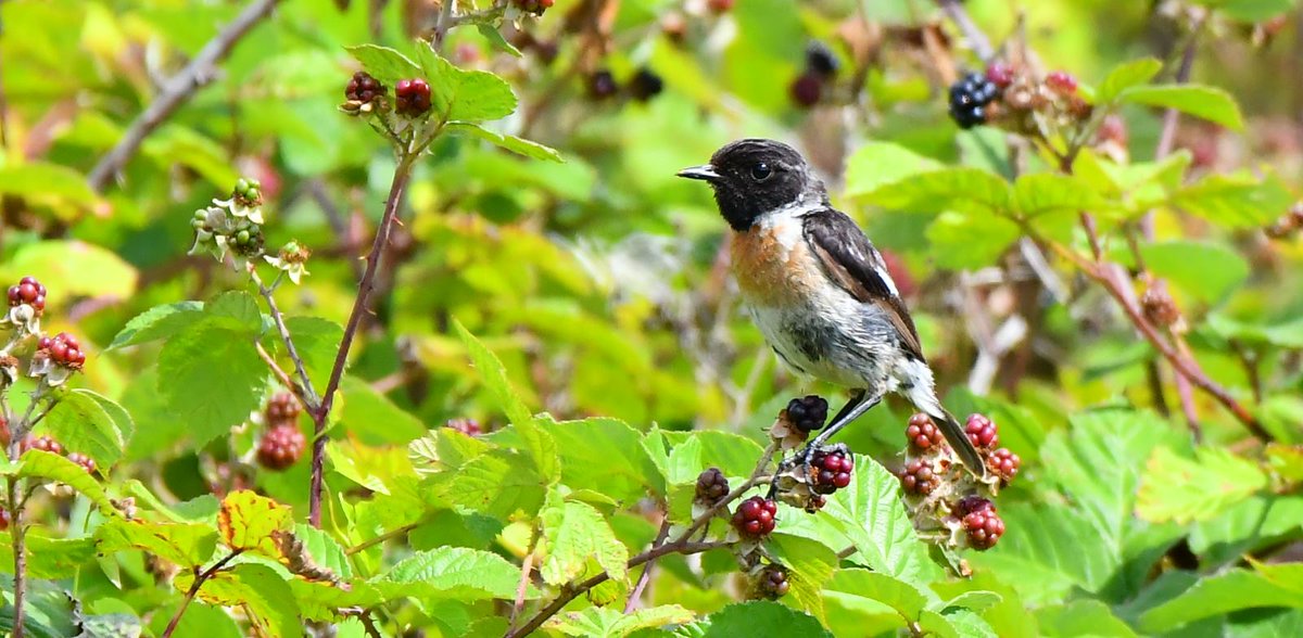 JonletR's tweet photo. 📷 ☀️ Ce matin, le #Tarier pâtre. #Stonechat https://t.co/9MspTj6G7Y