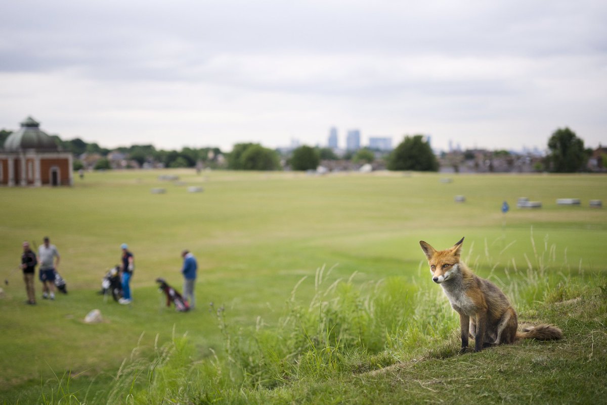 THE DULWICH DIVERTER (@dulwichdiverter) on Twitter photo We love this photo by <a href="/tristanbejawn/">tristanbejawn</a> (taken at <a href="/AquariusGolf/">Aquarius Golf Club</a> Club) which is in the latest issue, out today: We love this photo by <a href="/tristanbejawn/">tristanbejawn</a> (taken at <a href="/AquariusGolf/">Aquarius Golf Club</a> Club) which is in the latest issue, out today: