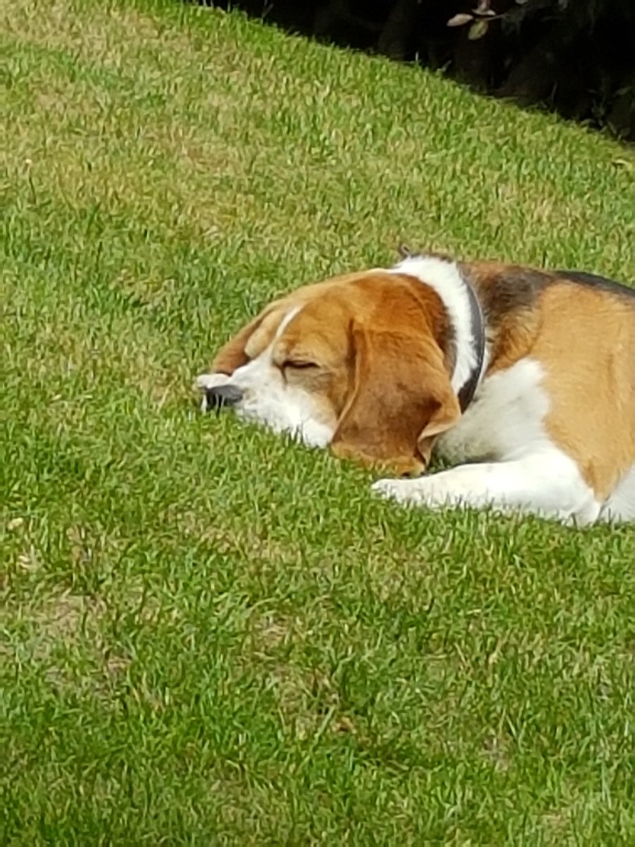 ToBaTwi's tweet photo. taking some rest just as our friend monti before sundays #O2MC #VTT 110km @luxemburg /T https://t.co/AWhbVZ7D8s