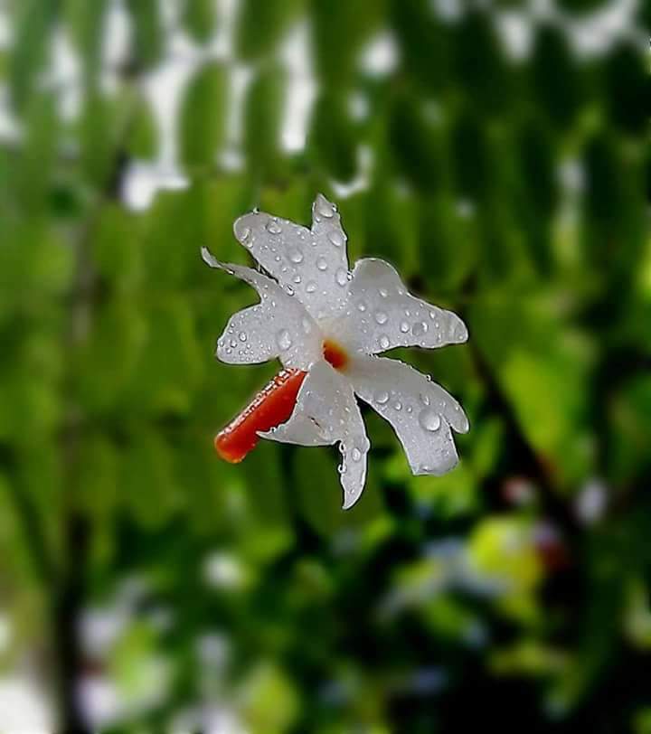 Nikuboruah1's tweet photo. Good noon dear all Twitter friend..
Beauty of nAture
Just a beautiful click..
How pretty my language #sewali #phool.dew https://t.co/PCs3Hna6yA