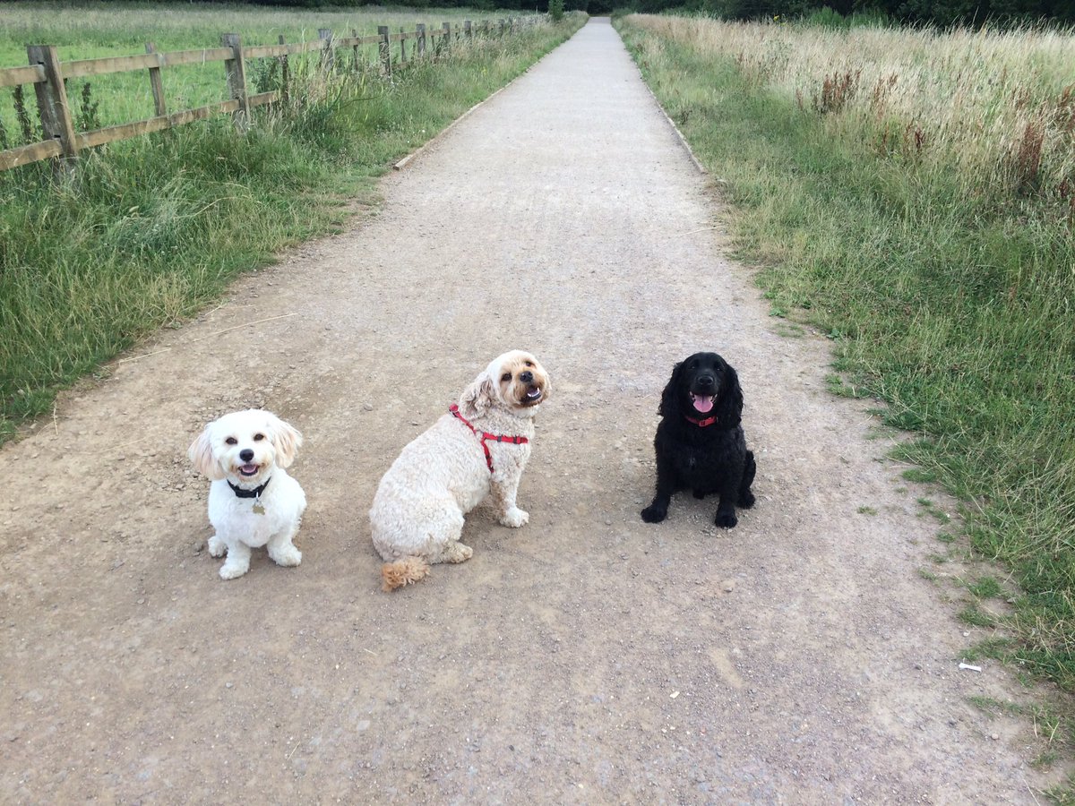 Early morning walk with the boys! 😊🐶🌟🐾 #cavachon #cockerpoo #cockerspaniel #DogsOfTwitter #dogwalker #starpawsnpton