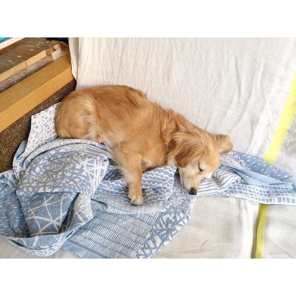 akicomimi's tweet photo. 布ものはだいたい取られる…
.
#dog #comimi #mixdog #mixbreed #chihuahua #dachshund #doglover #sleepingdogs #lapuankankurit #チワック… https://t.co/xubIoXrRsY https://t.co/3sOxuUl7bt