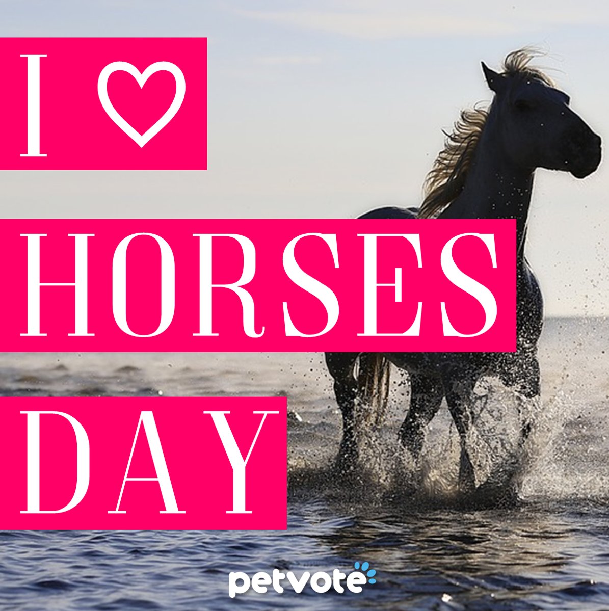 _PetVote's tweet photo. It's I love Horses day! Who loves them as much as us?! https://t.co/YL0OGdiCAs https://t.co/dwqxbR3dQe