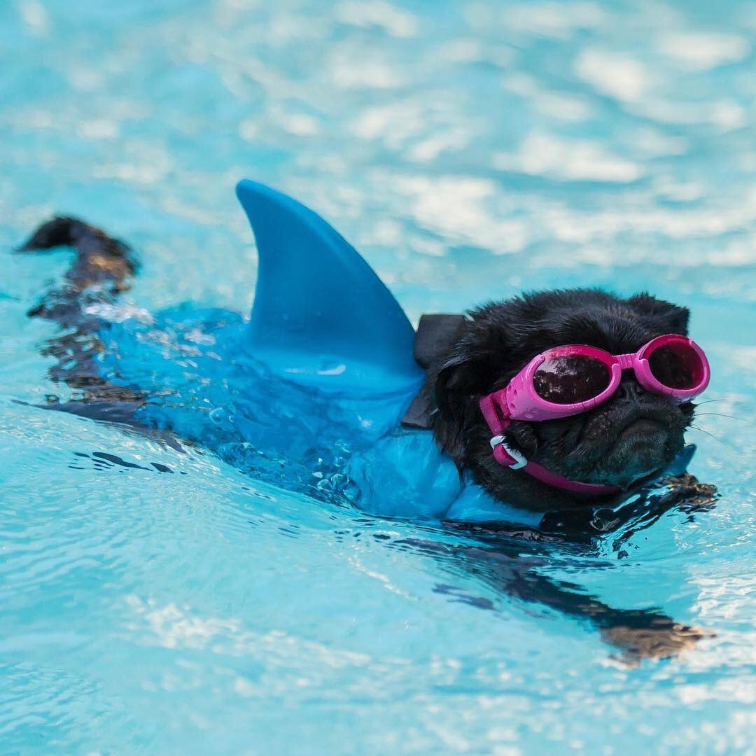 <a href="/HelenTheShark/">HelenTheShark</a> happy #SharkAwarenessDay #pugchat